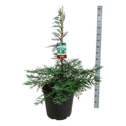 Sequoia semp. &