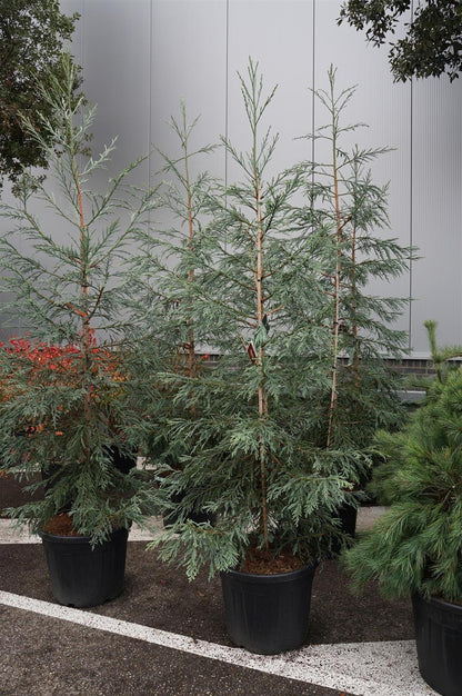 Sequoia sempervirens &