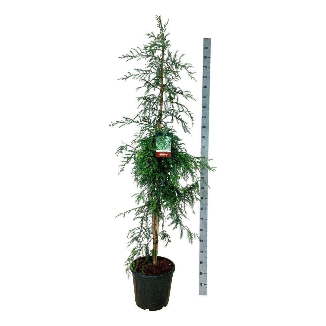 Sequoia semp. &
