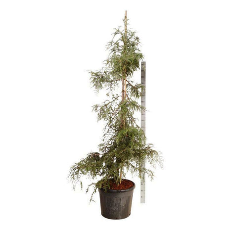 Sequoia semp. "Talvensininen"