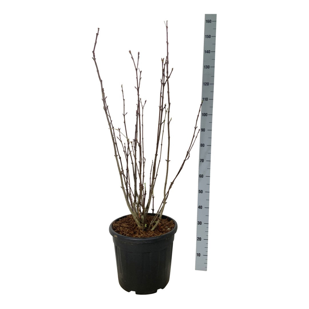 Staphylea colchica C20 (20 liters kruka) 150-175 cm
