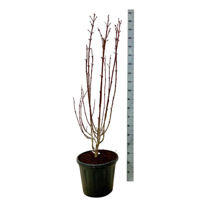 Staphylea colchica C30 (30 liters kruka) 125-150 cm EXTRA
