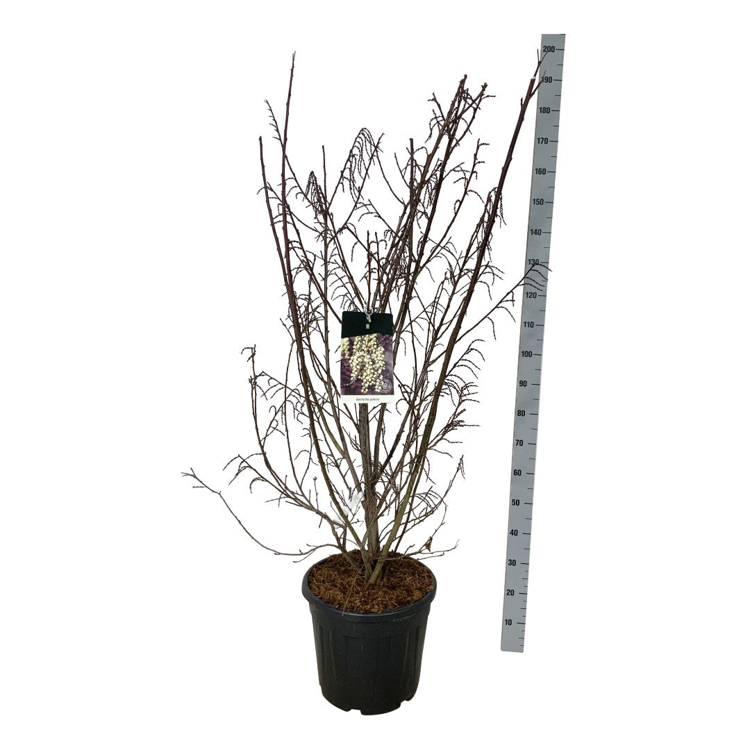 Stachyurus praecox C7,5 (7,5 liters kruka) 80-100 cm