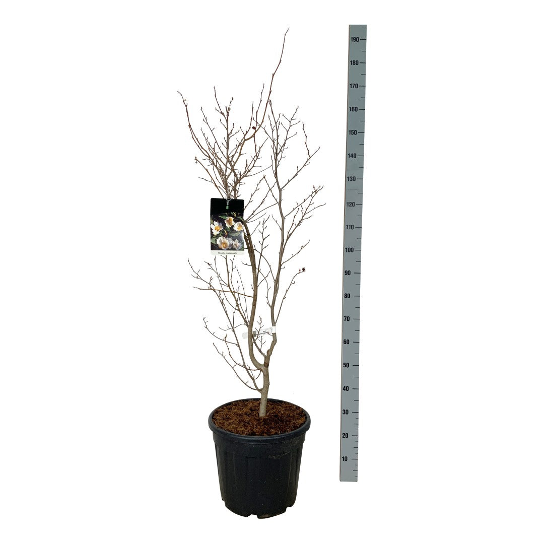Stewartia pseudocamellia 12-14 C50 (50 liters kruka) Grenad