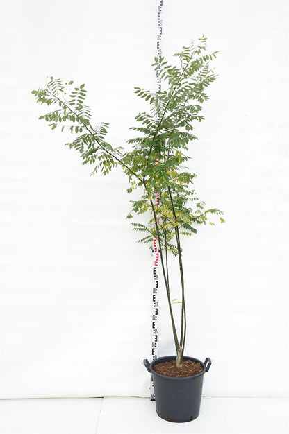 Styphnolobium japonicum (Japanskt pagodträd) C30 150-175 cm Extra