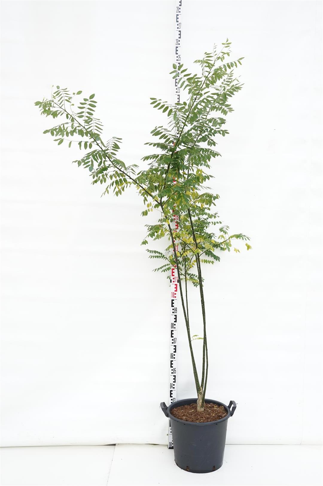 Styphnolobium japonicum C110 (110 liters kruka) 250-300 cm
