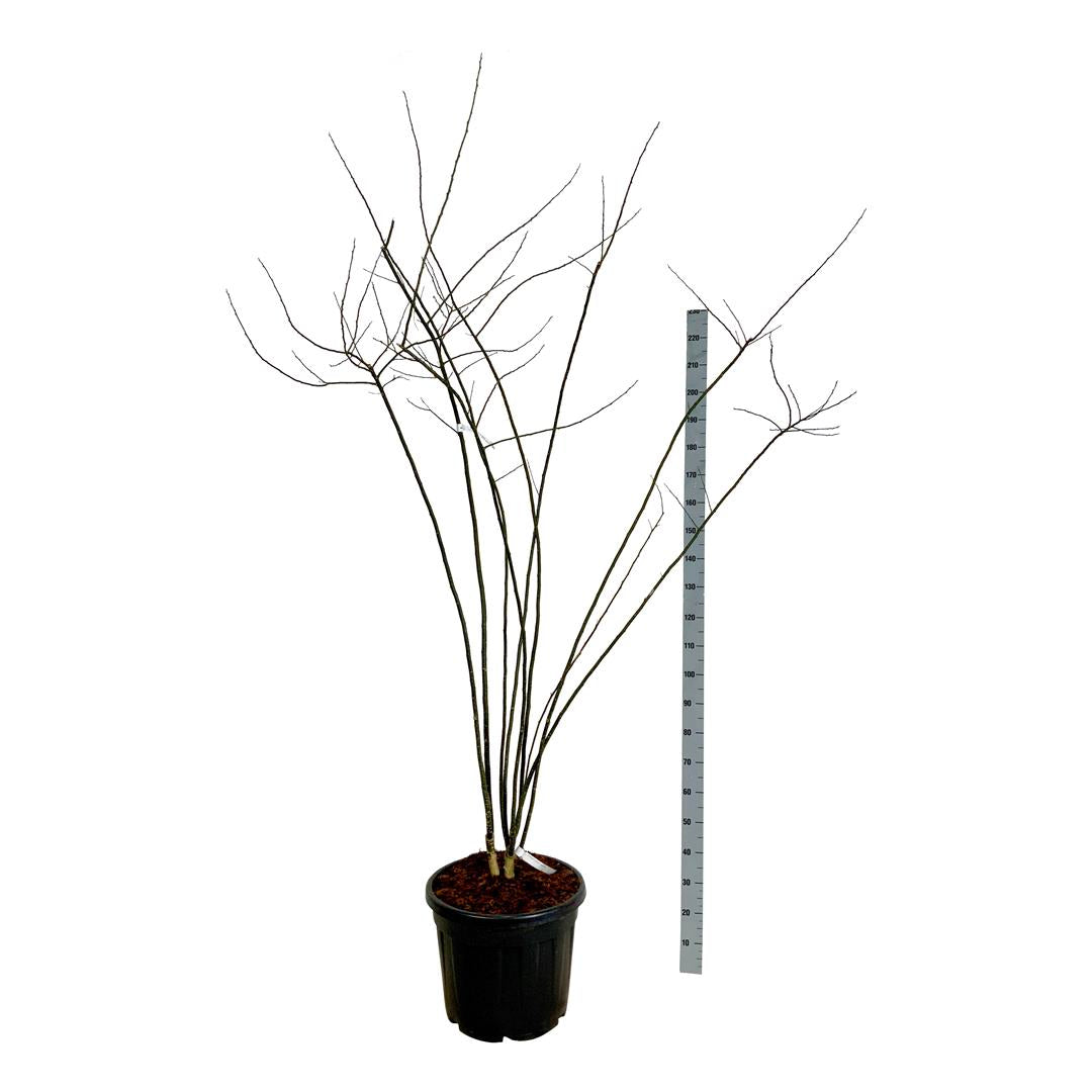 Pagodträd japonicum - C55 200-225 CM EXTRA