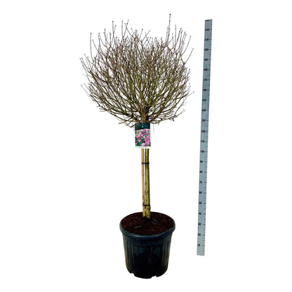 Syringa meyeri &