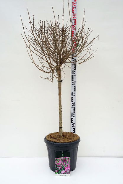 Syringa meyeri &