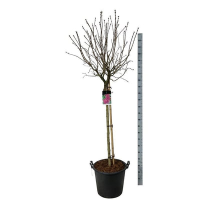 Syringa v. &