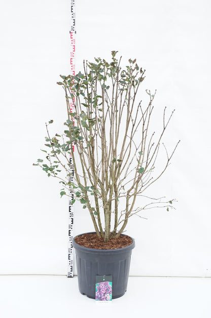 Syringa v. &