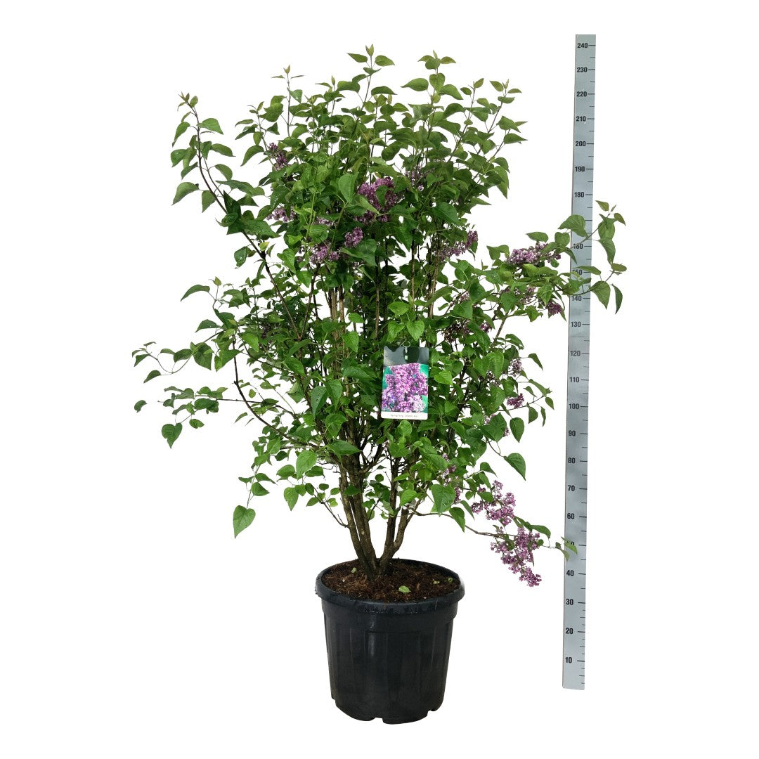 Syringa vulgaris &