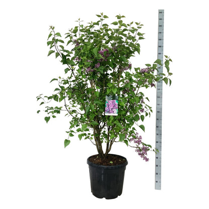 Syringa vulgaris &