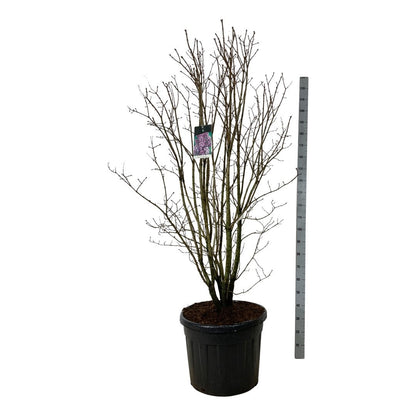 Syringa vulgaris &