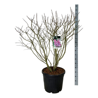 Syringa v. &