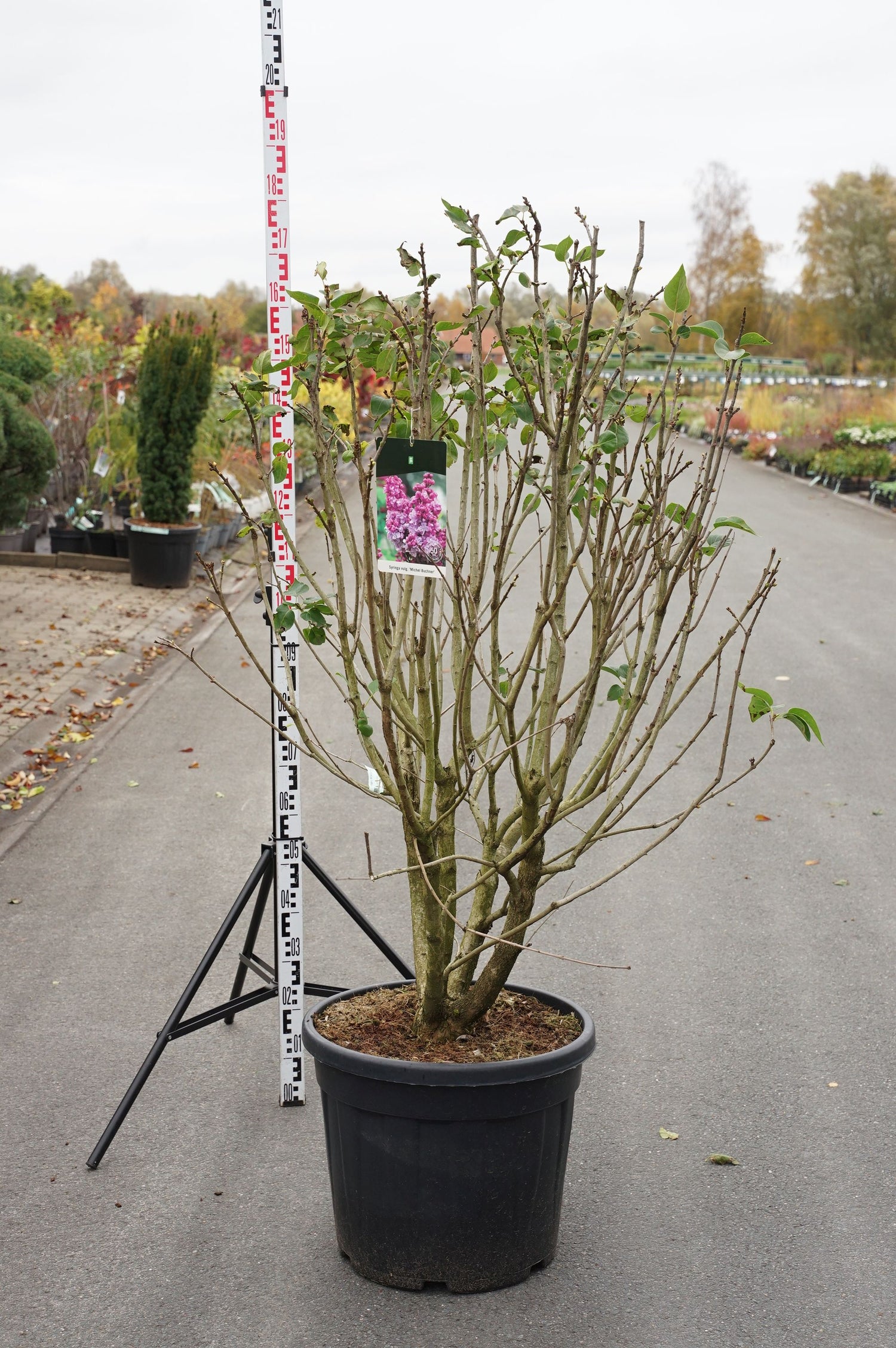 Syringa v. &