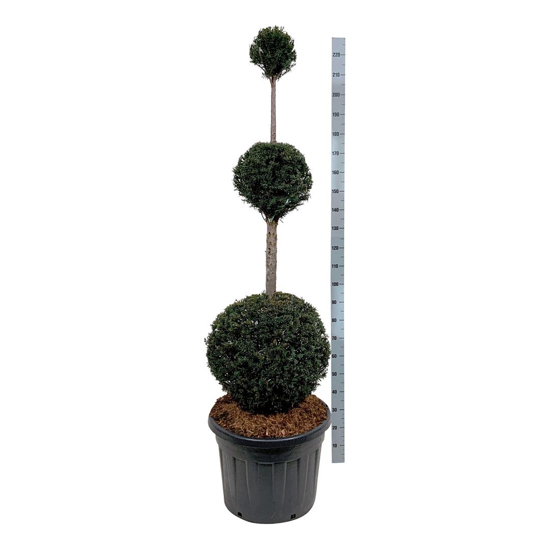 Idegran baccata - TRIOBAL.150-175 C90