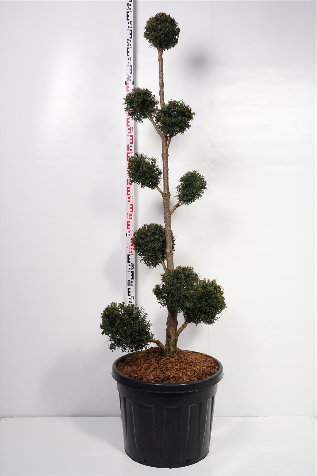Idegran baccata - MULTI 150-175 C90