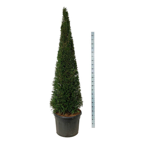 Taxus baccata