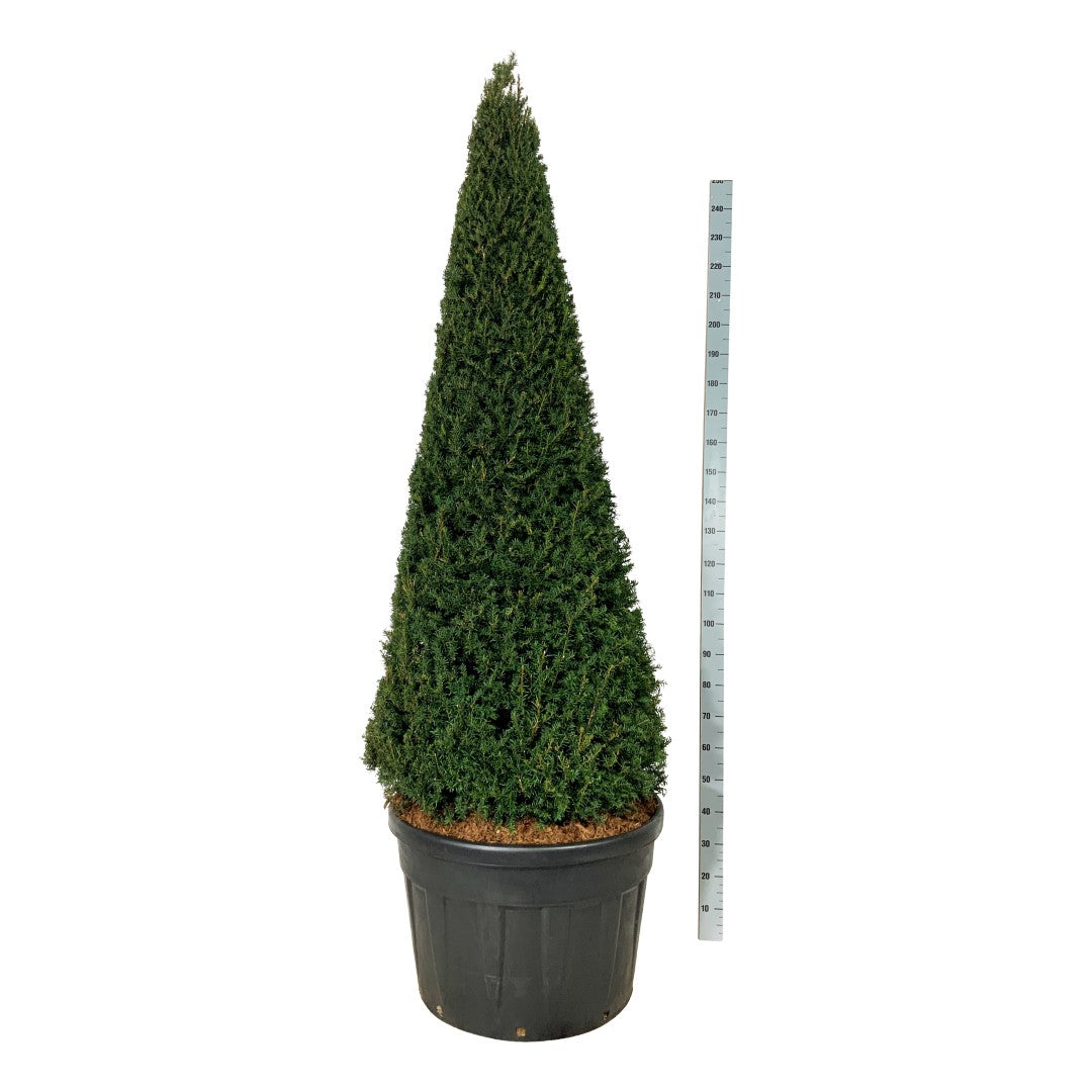 Idegran baccata - 200-225 CM CONE C180