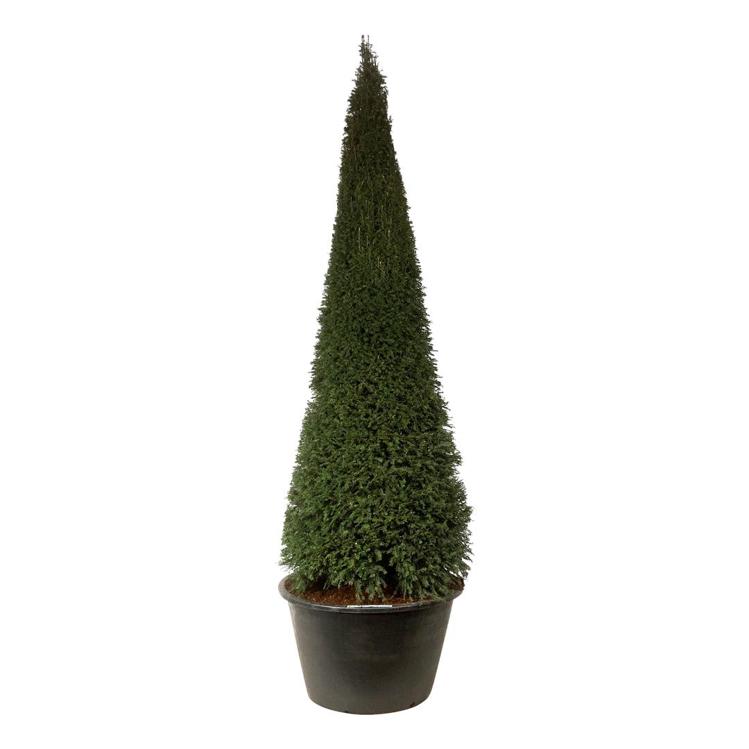 Taxus baccata kägelformad 300-350 cm C500 (500 liters kruka)