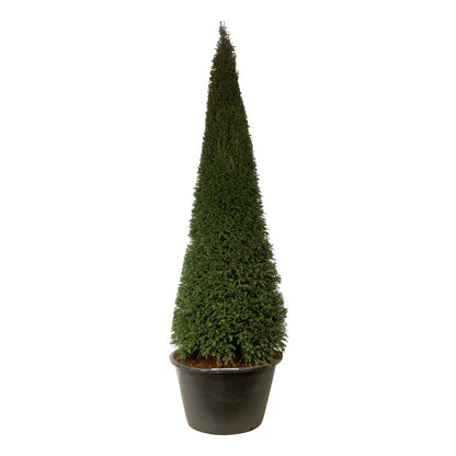 Taxus baccata kägelformad 300-350 cm C500 (500 liters kruka)
