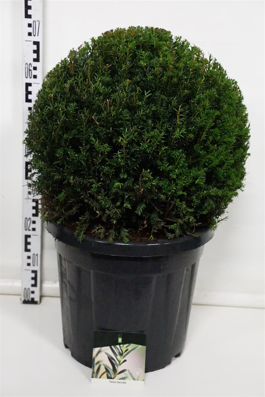 Idegran baccata - 45-50 CM BALL C30