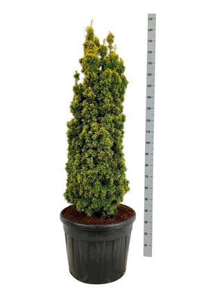 Taxus b. 'Standishii'