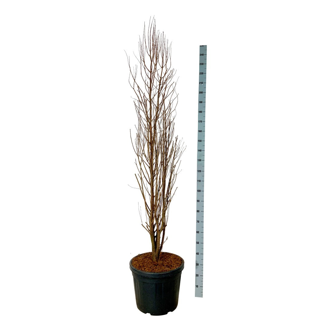 Taxodium dis. &