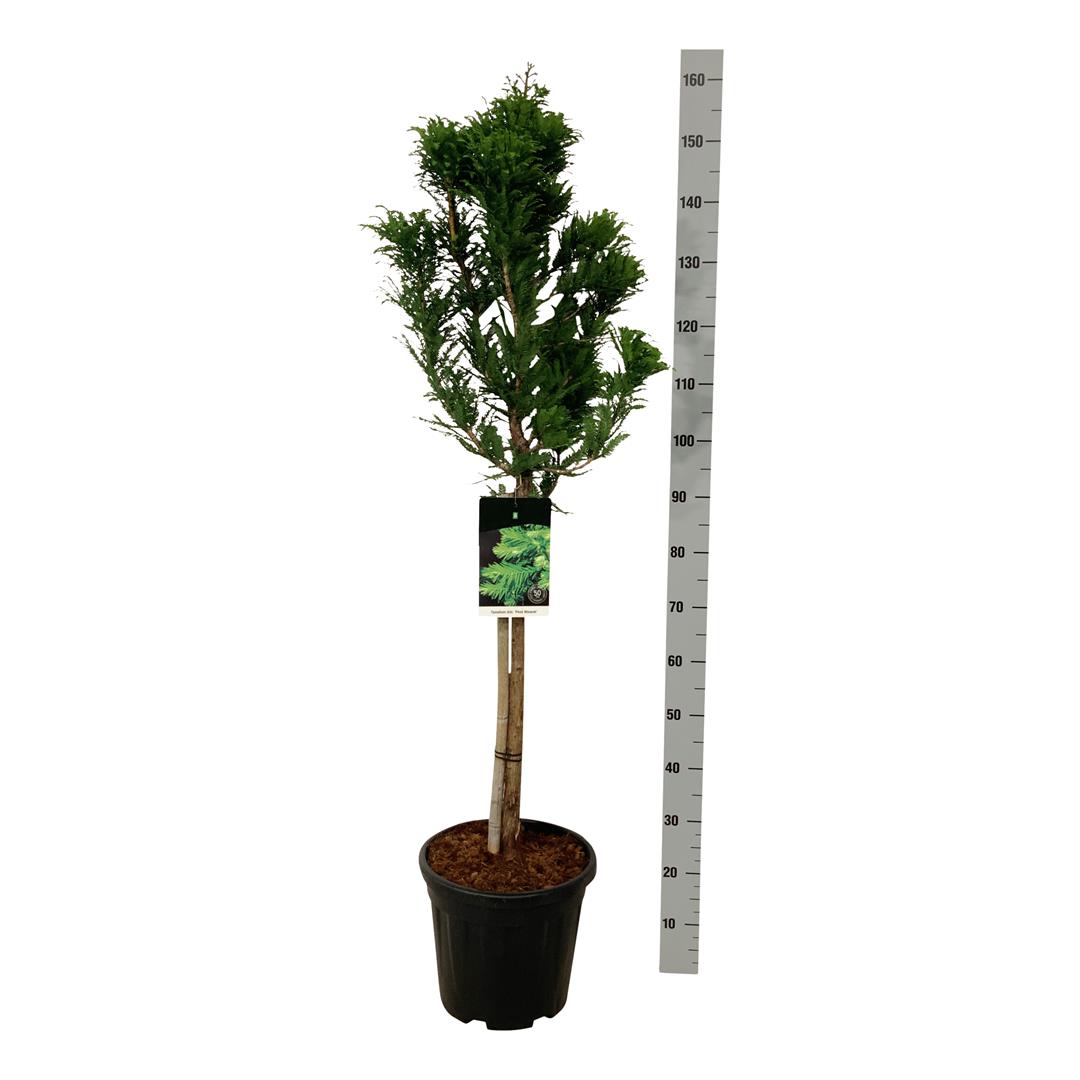 Taxodium distichum &