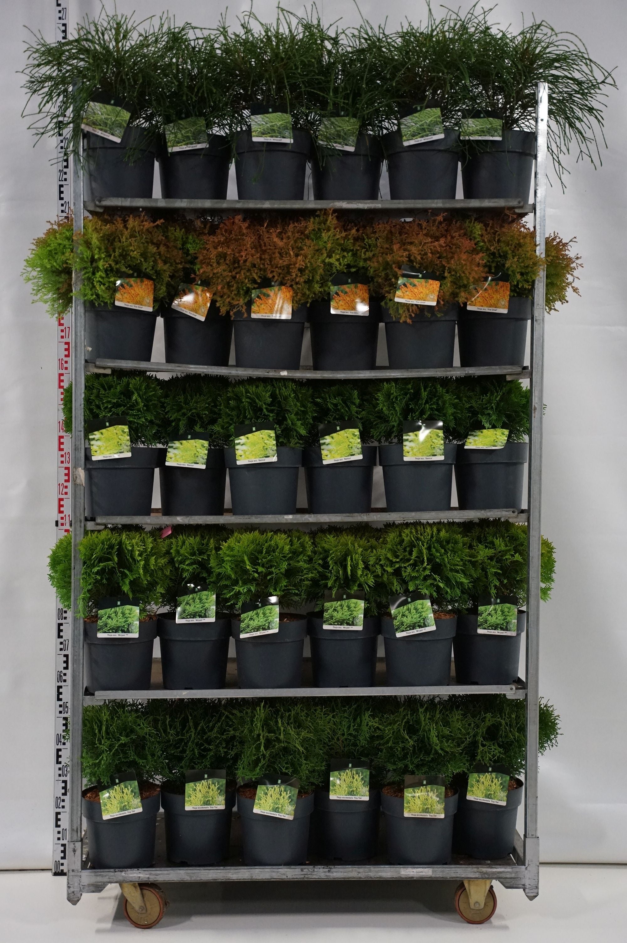 Thuja in cultivars - C7/P24