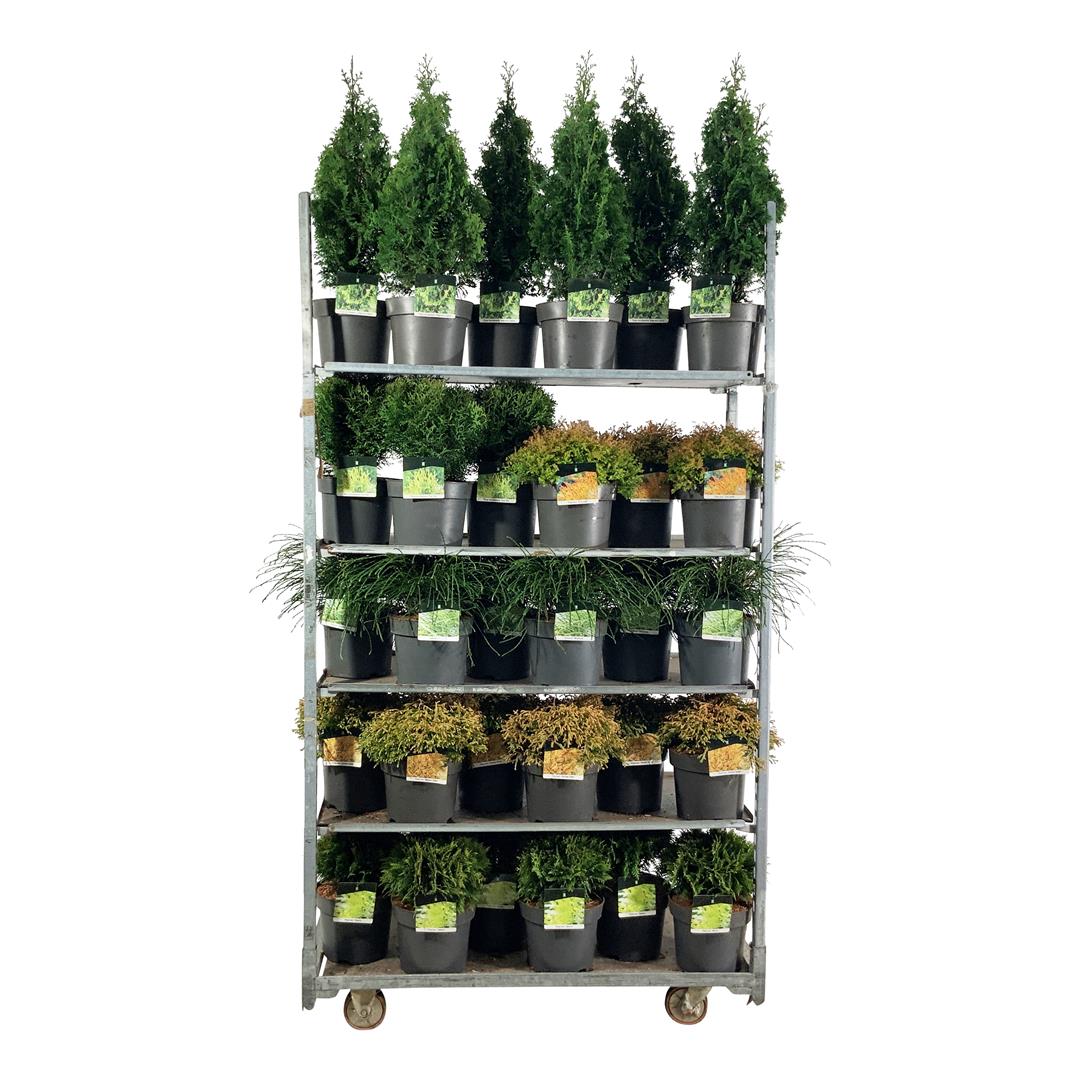 Thuja in cultivars - C7,5/P26