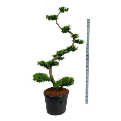 Thuja occidentalis &