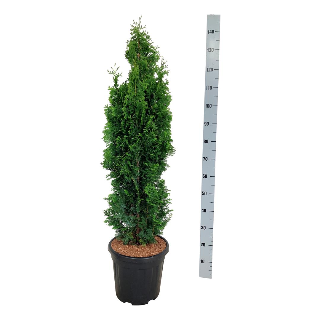Thuja occ. &