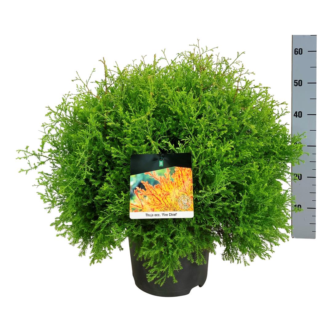 Thuja occidentalis &