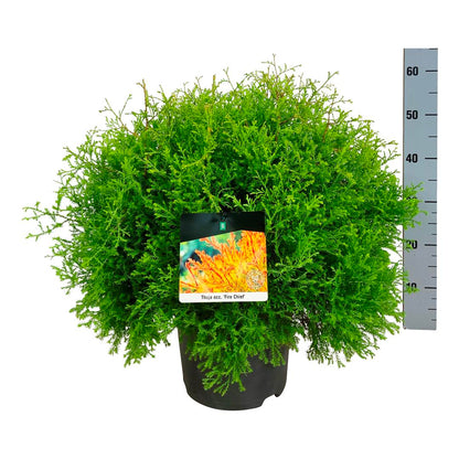 Thuja occidentalis &