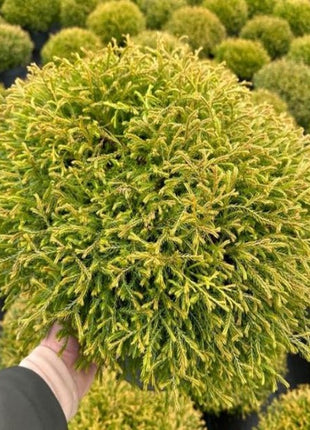 Thuja jne. "Golden Tuffet"