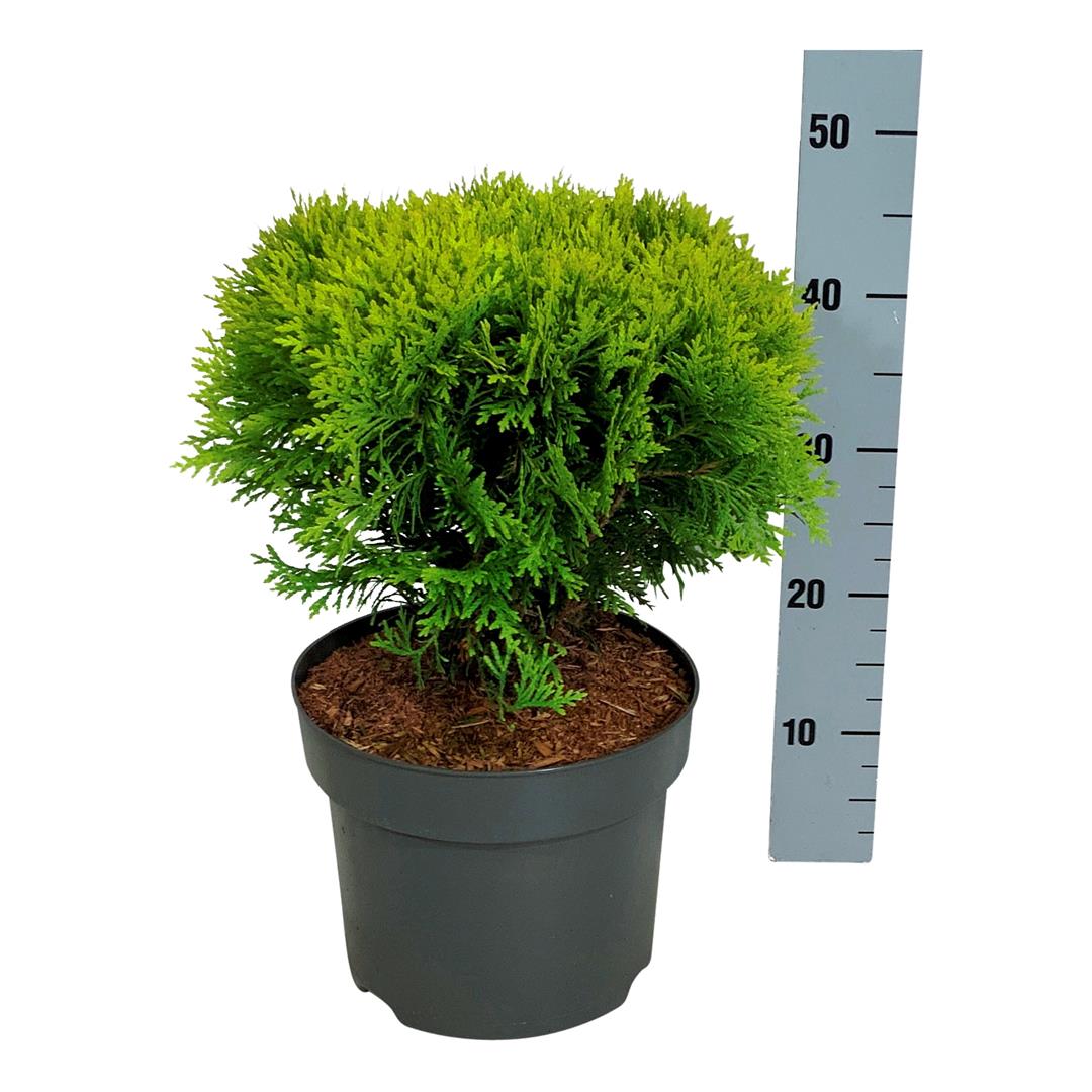 Thuja occidentalis &