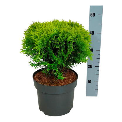 Thuja occidentalis &