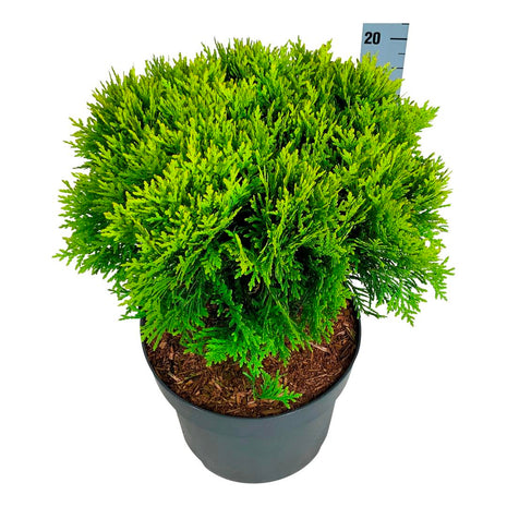 Thuja occ. 'Mirjam'