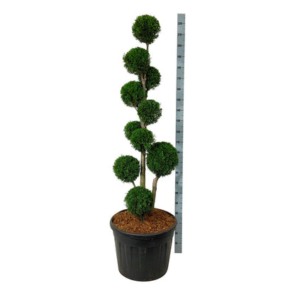 Thuja occidentalis &