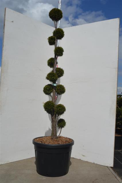 Thuja occidentalis &
