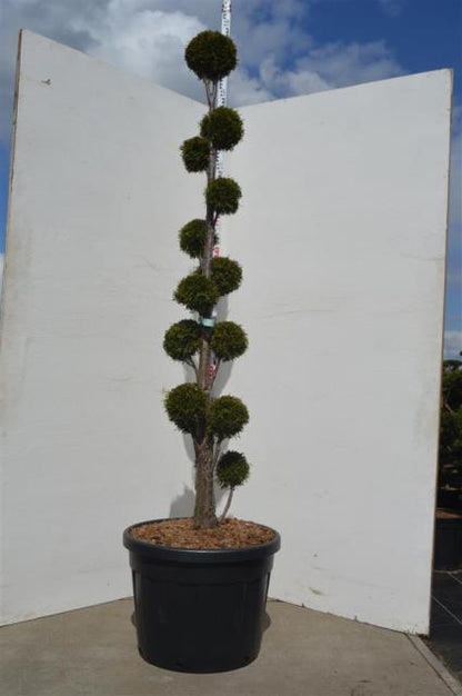 Thuja occidentalis &