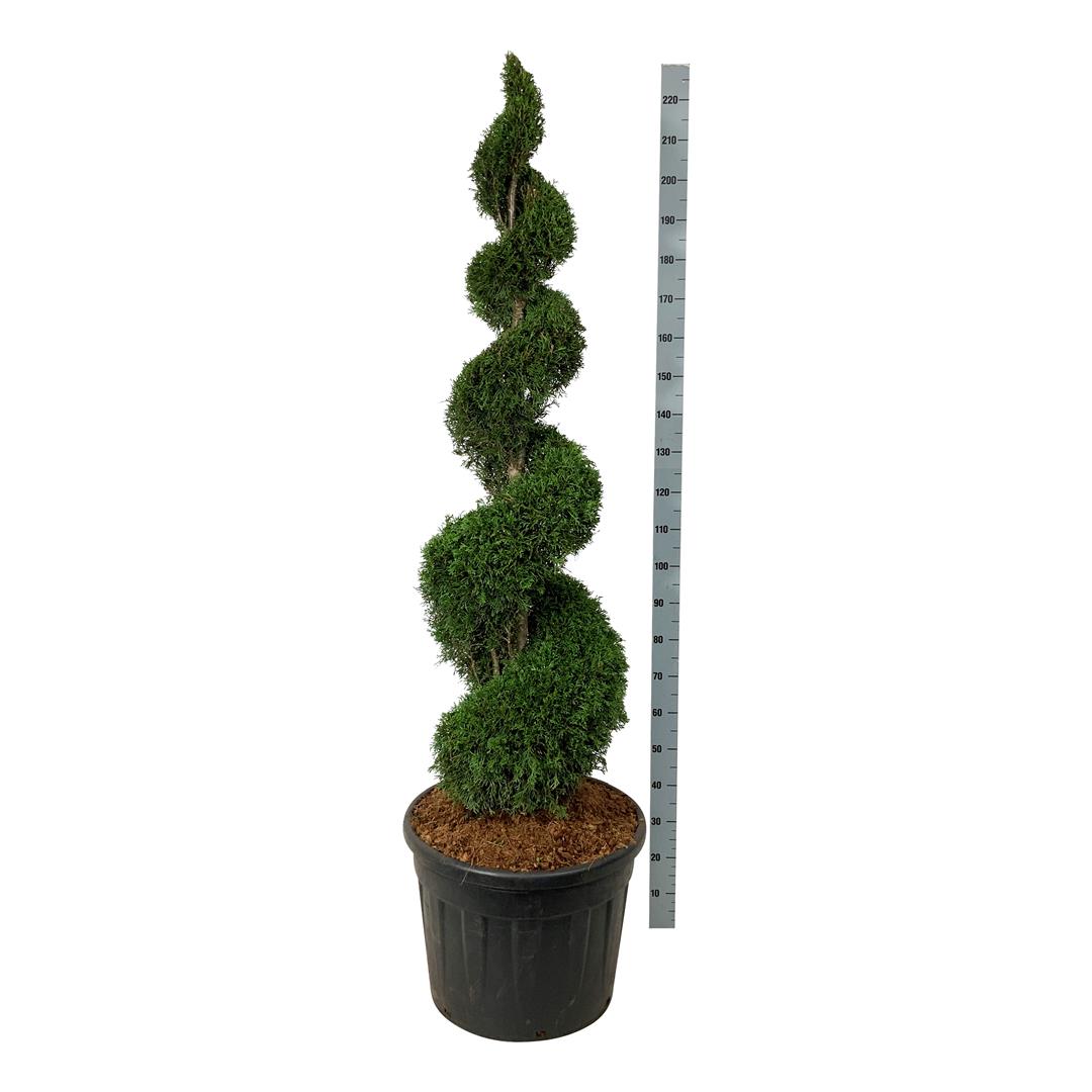 Thuja occ. &