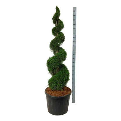 Thuja occidentalis &