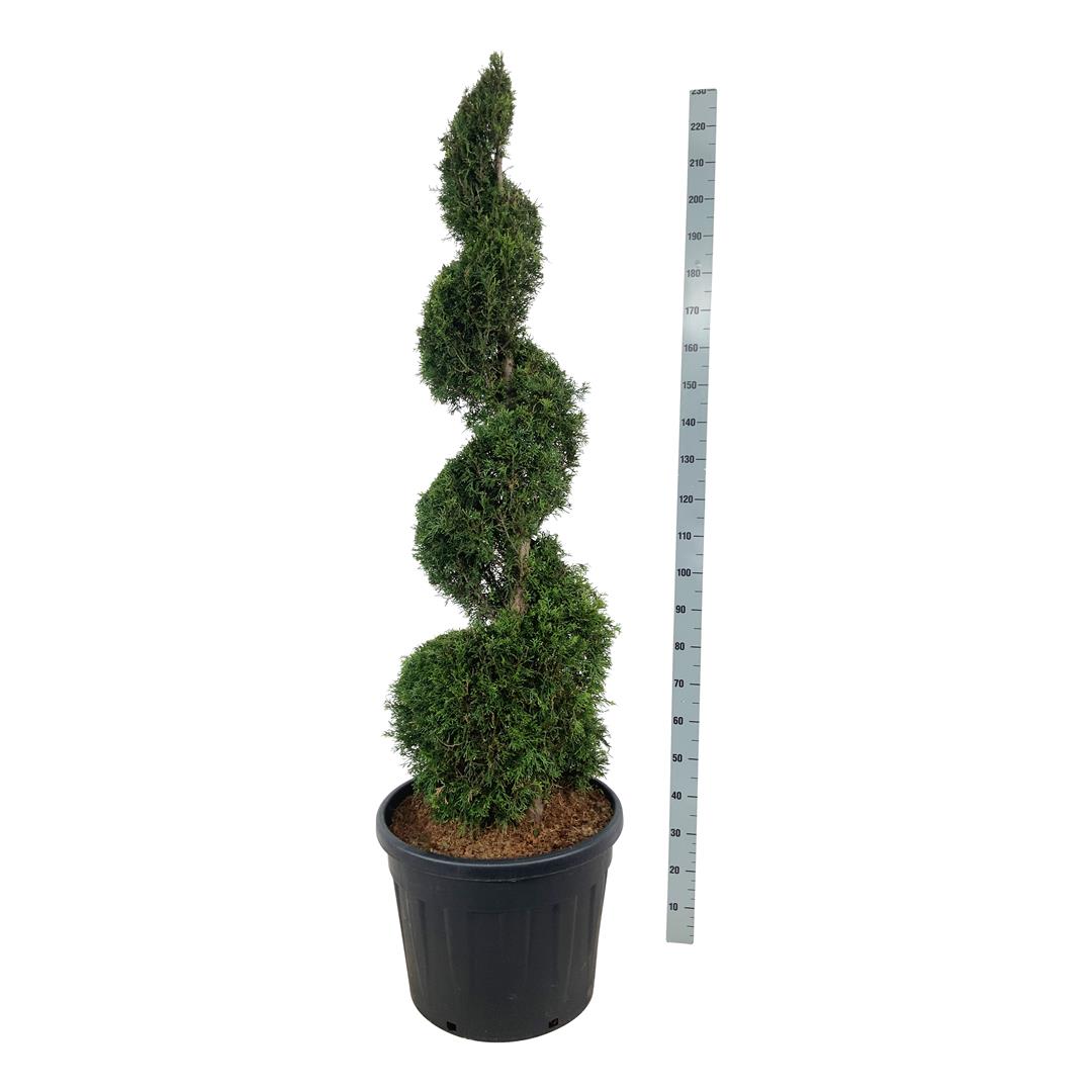 Thuja occidentalis &