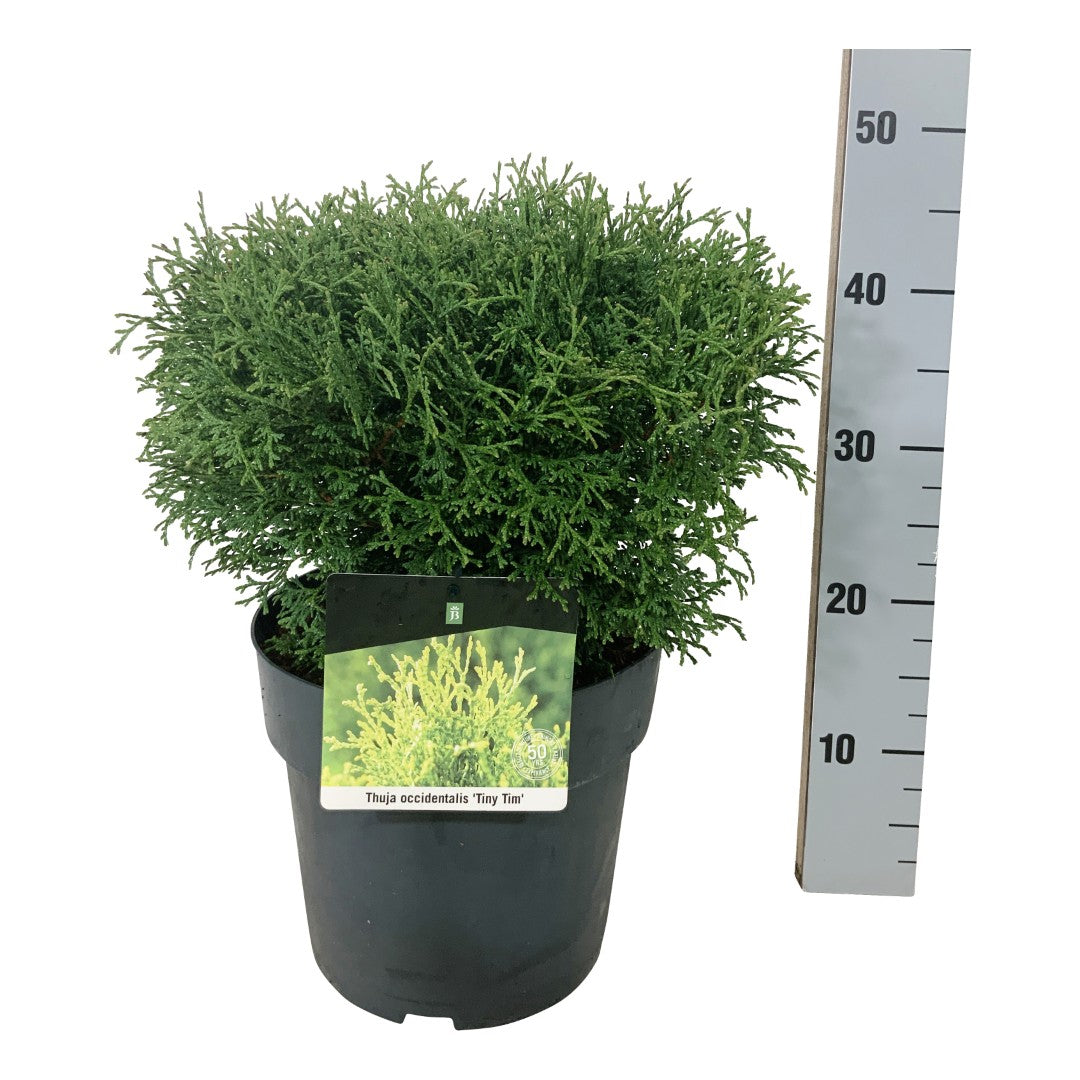 Thuja occidentalis &