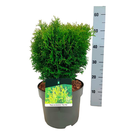 Thuja occ. 'Tiny Tim'