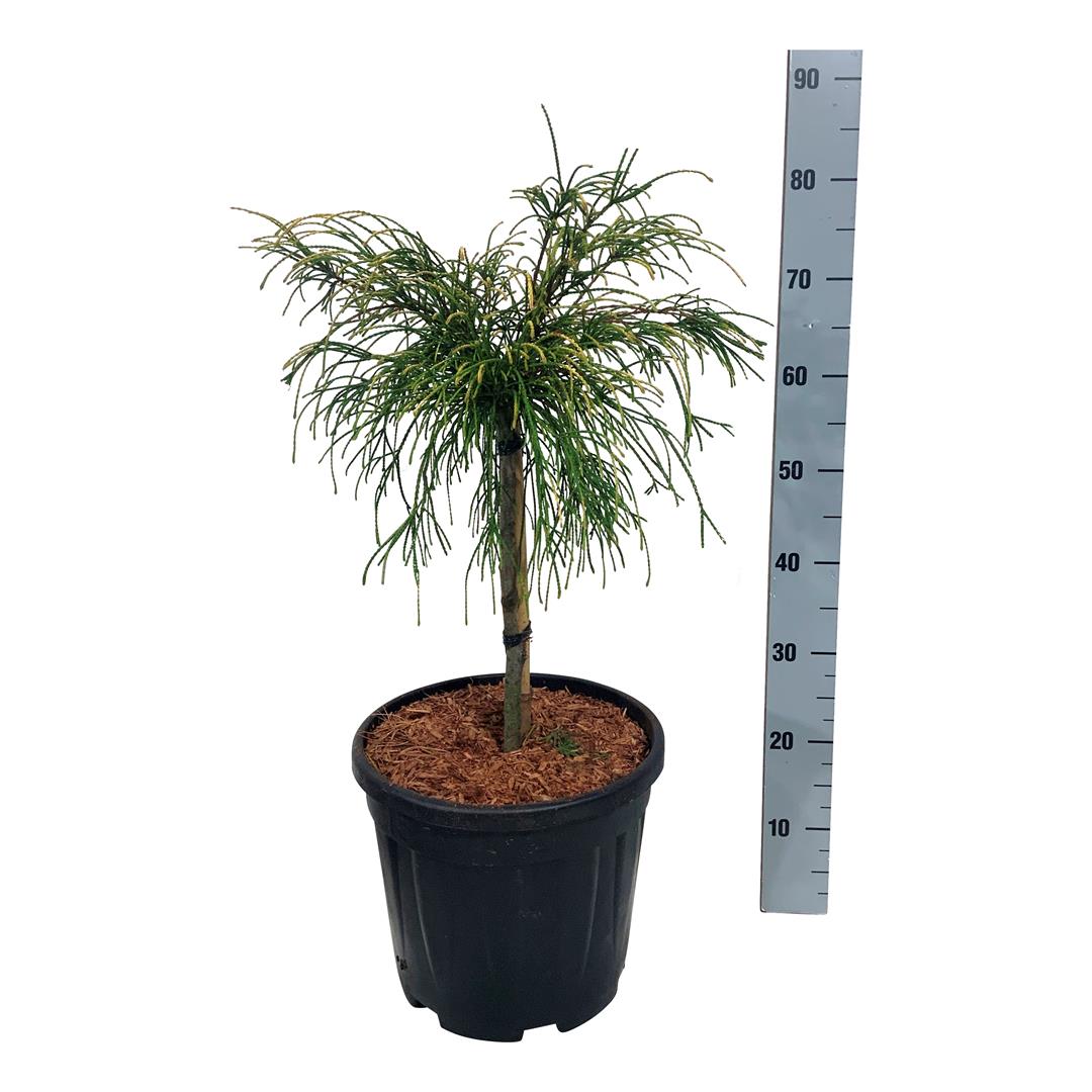 Thuja pl. &