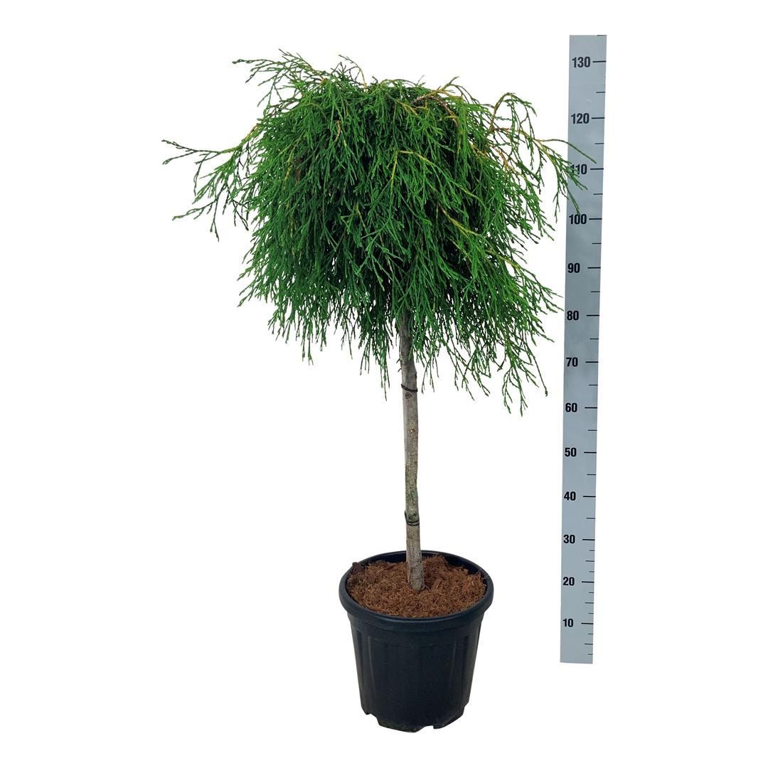 Thuja pl. &